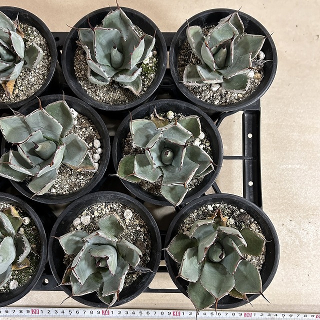 アガベ パリィ トゥルンカータ 4号ロング鉢(個体おまかせ1鉢)｜芳樹園