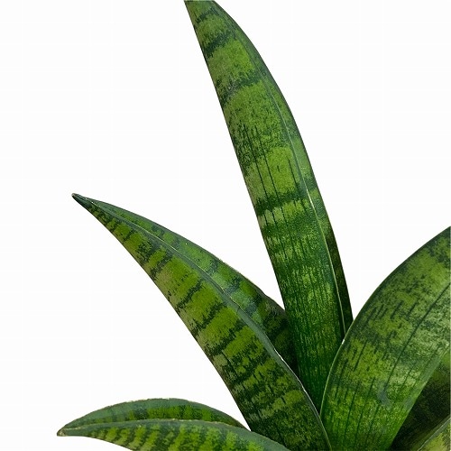 1_000000002379.jpg?1749367820