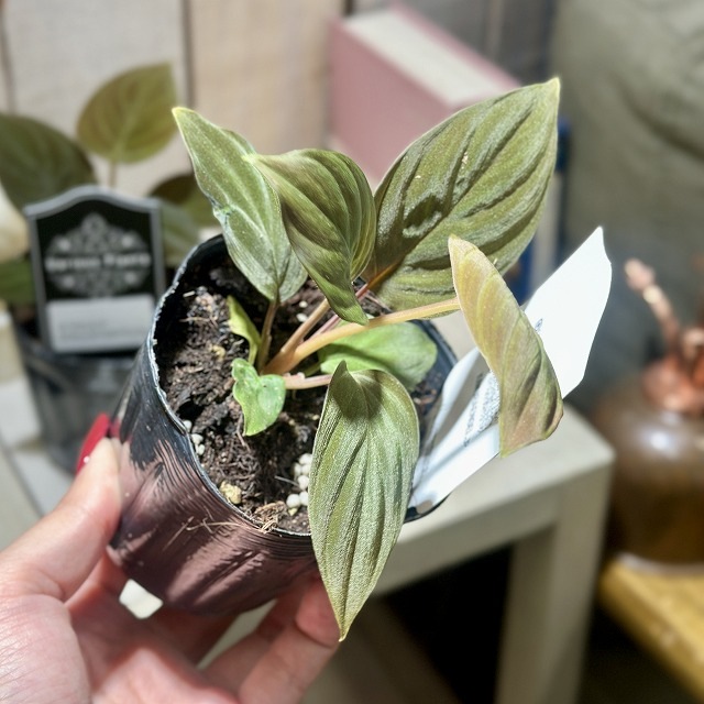 ホマロメナ　ブラックベルベット ホマロメナ ブラックベルベット【現品】 | グリーンホビー