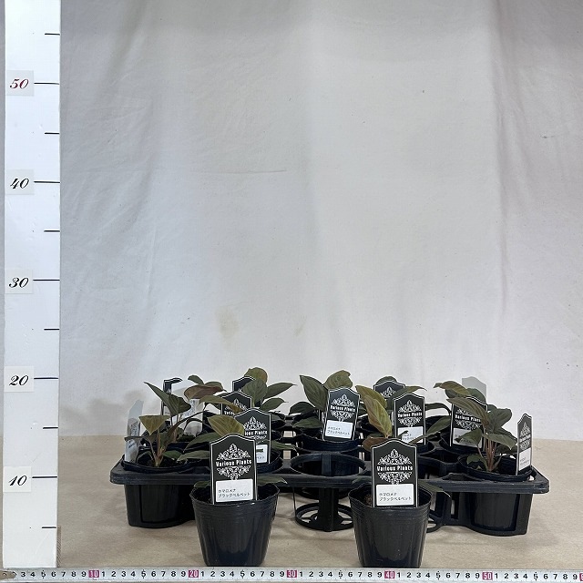 ホマロメナ ブラックベルベット 3号 (個体おまかせ1鉢)｜芳樹園