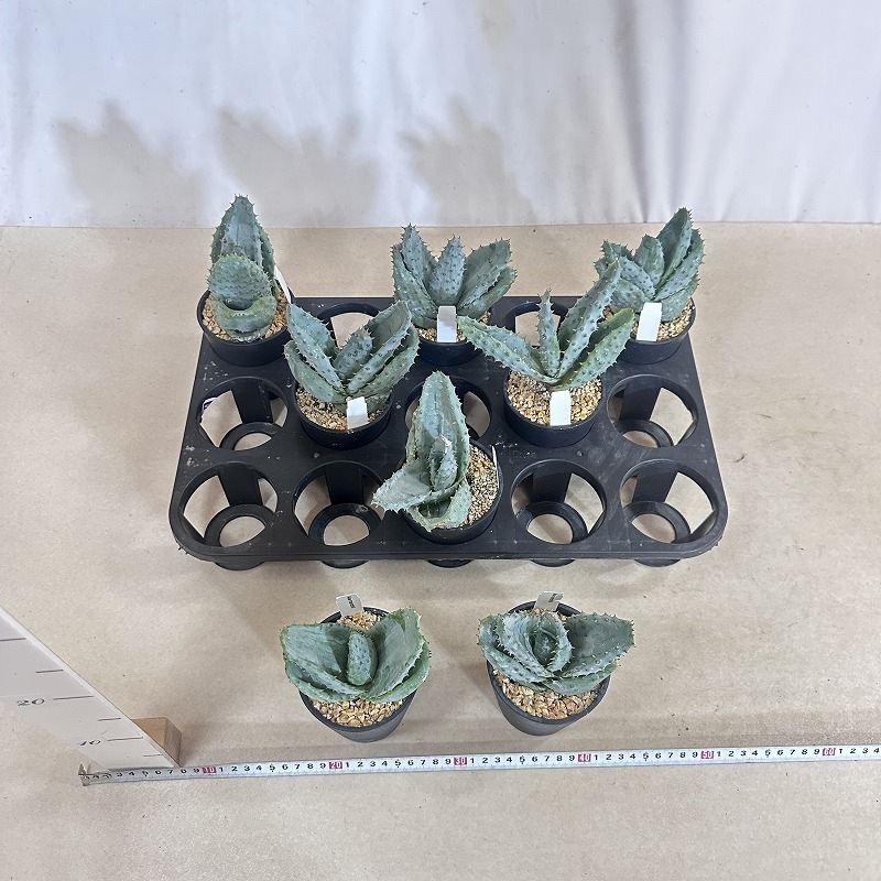 アロエ 鬼切丸 3.5号鉢(個体おまかせ1鉢)｜芳樹園オンラインショップ
