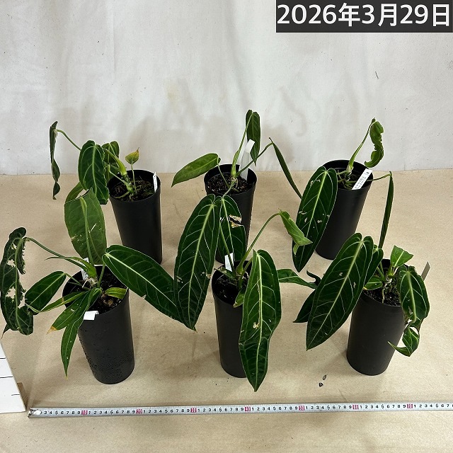 訳あり特価】【葉傷みあり】アンスリウム ワロクアナム 4号硬質超