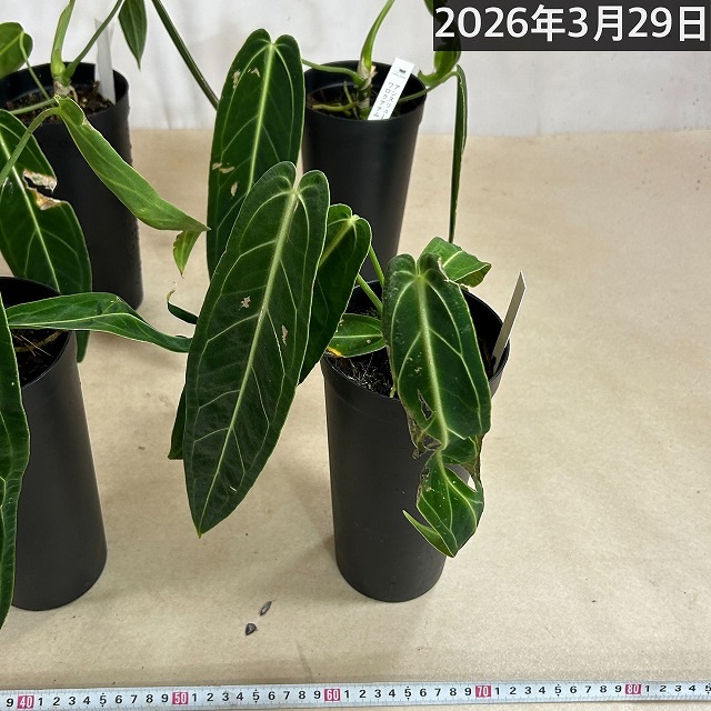 訳あり特価】【葉傷みあり】アンスリウム ワロクアナム 4号硬質超