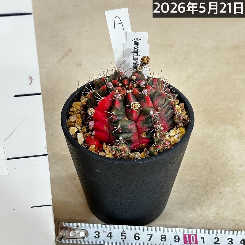 ギムノカリキウム ミハノビッチ(緋牡丹錦) 3.5号鉢(現品)｜芳樹園