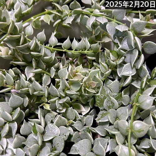 楽天市場】ディスキディア・ミリオンハート斑入り ツル性 植物