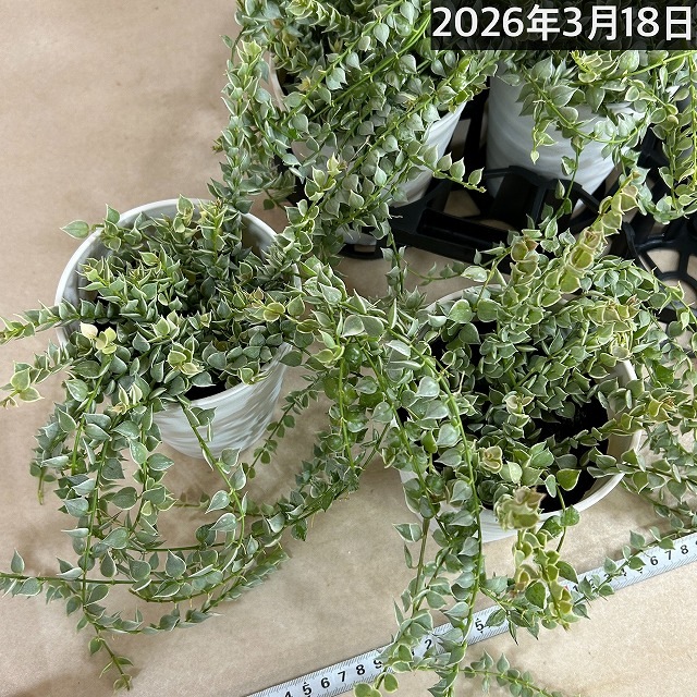 斑入りディスキディア ミリオンハート バリエガータ 4号鉢カバー付き