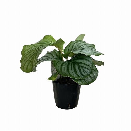 カラテア オリビフォリア(オルビフォリア) 3.5号ポット｜芳樹園