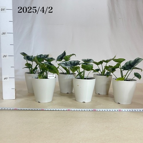 アロカシア リバーサ 4号白鉢｜芳樹園オンラインショップ