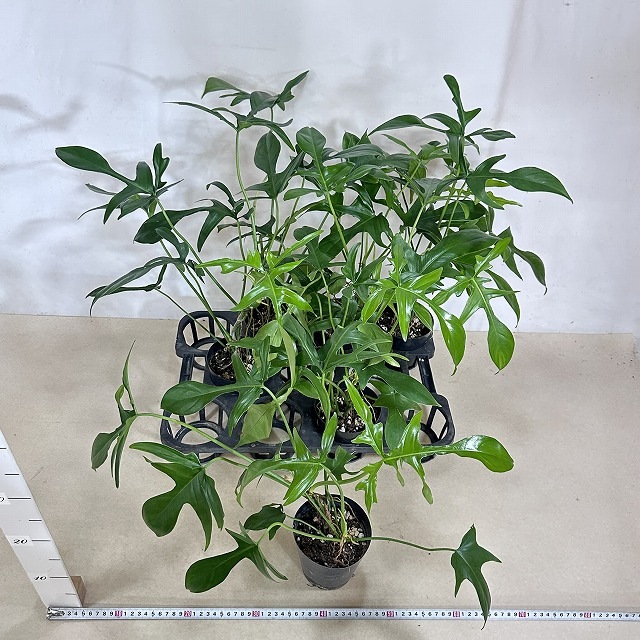 フィロデンドロン クエルシフォリウム 4号 (個体おまかせ1鉢)｜芳樹園