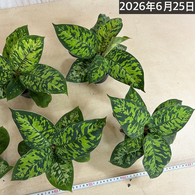 訳あり】ホマロメナ ワリシー カモフラージュ 3号硬質ポット(個体