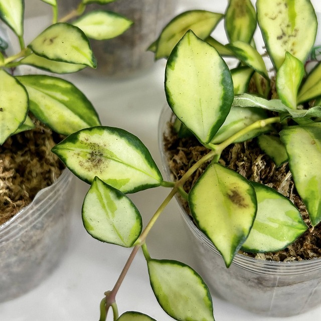 ☘観葉植物☘ホヤ ヘウスケリアナ④ 斑入り バリエガータ 2号ポット 斑入りホヤ ヘウスケリアナ バリエガータ※葉傷みあり 2.5号ポット(個体