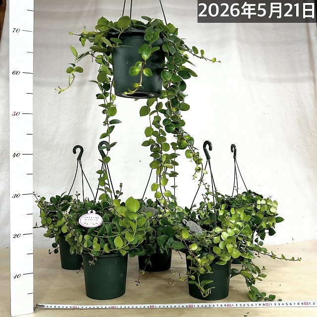 エスキナンサス タイピンク 5号吊り鉢(底面給水鉢)※葉傷みあり(個体