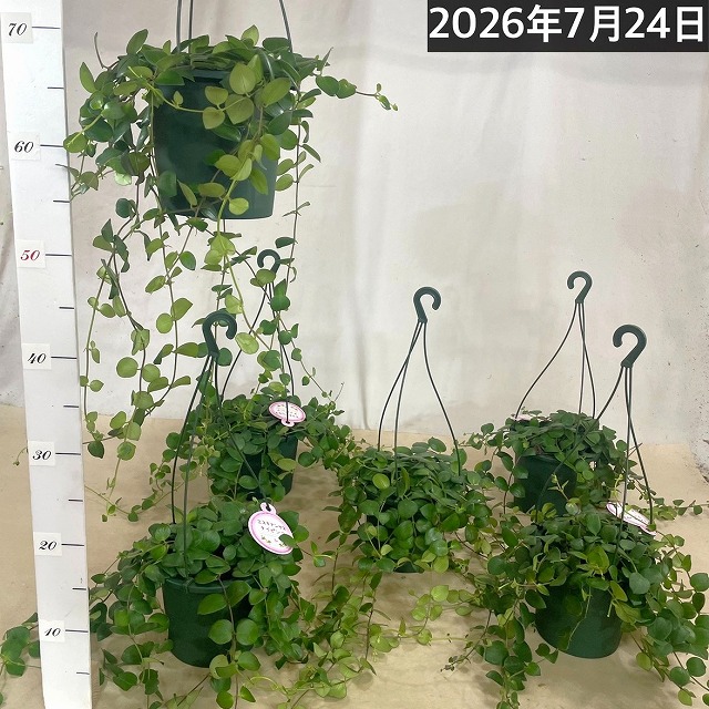 エスキナンサス タイピンク 5号吊り鉢(底面給水鉢)※葉傷みあり(個体