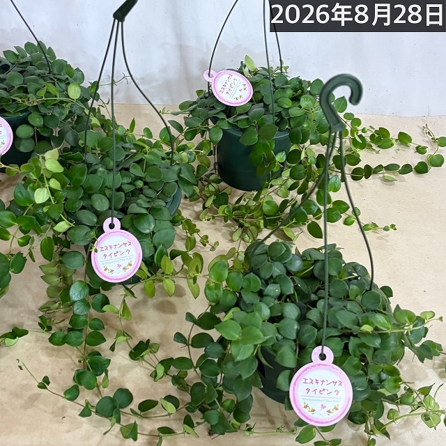観葉植物　エスキナンサス タイピンク 5号吊り鉢　おしゃれ　842 エスキナンサス タイピンク 5号吊り鉢(底面給水鉢)※葉傷みあり(個体