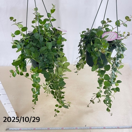 エスキナンサス タイピンク 5号吊り底面給水鉢(個体おまかせ1鉢