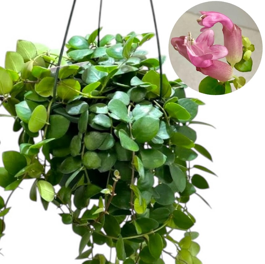 エスキナンサス タイピンク 5号吊り底面給水鉢(個体おまかせ1鉢