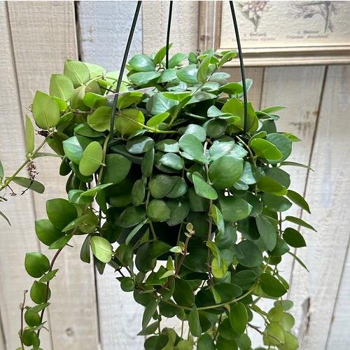観葉植物　エスキナンサス タイピンク 5号吊り鉢　おしゃれ　842 エスキナンサス タイピンク 5号吊り鉢(底面給水鉢)※葉傷みあり(個体