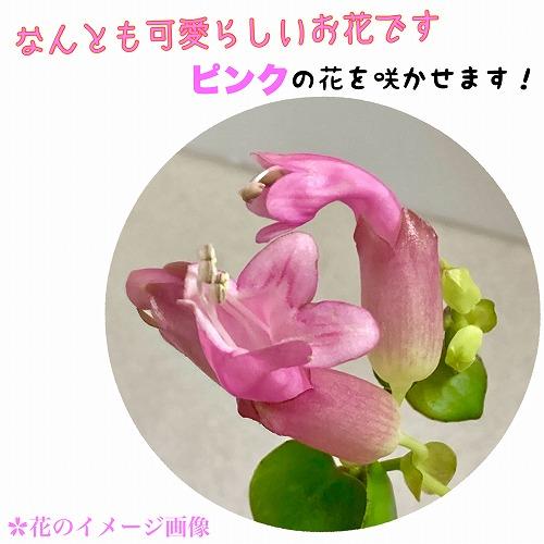 エスキナンサス タイピンク 5号吊り底面給水鉢(個体おまかせ1鉢