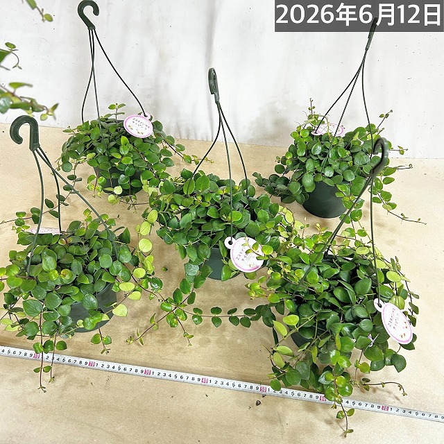 エスキナンサス タイピンク 5号吊り鉢(底面給水鉢)※葉傷みあり(個体