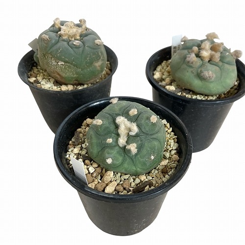 サボテン ロホホラ(ロフォフォラ) 翠冠玉 3号 個体おまかせ｜芳樹園