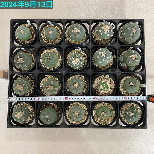 サボテン ロホホラ(ロフォフォラ) 翠冠玉 3号 個体おまかせ