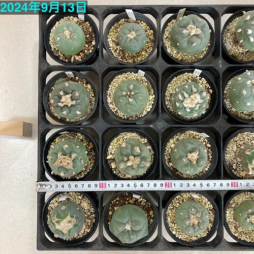 サボテン　ロホホラ　2株 サボテン ロホホラ(ロフォフォラ) 翠冠玉 3号 個体おまかせ