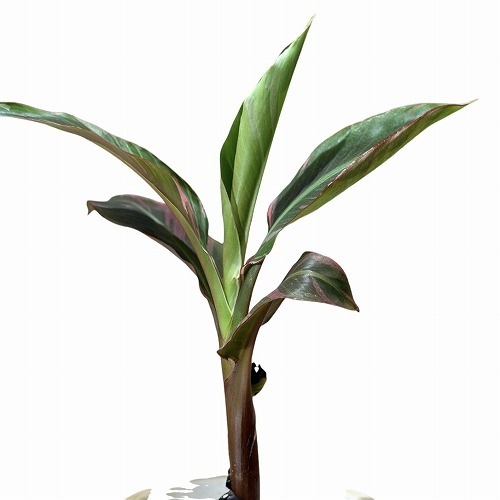 バナナ ピンク バリエガータ 6号｜芳樹園オンラインショップ