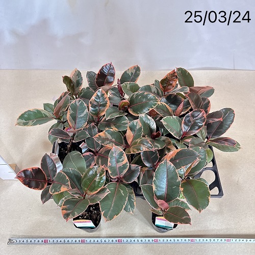 フィカス ルビー 2.5号(個体おまかせ1鉢)｜芳樹園オンラインショップ