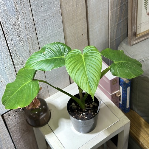 Philodendron alatiundulatum 3.5()