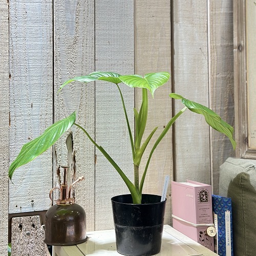 palia flower seeds 5 Flower Heirloom Seed Collection – SurvivalGardenSeeds