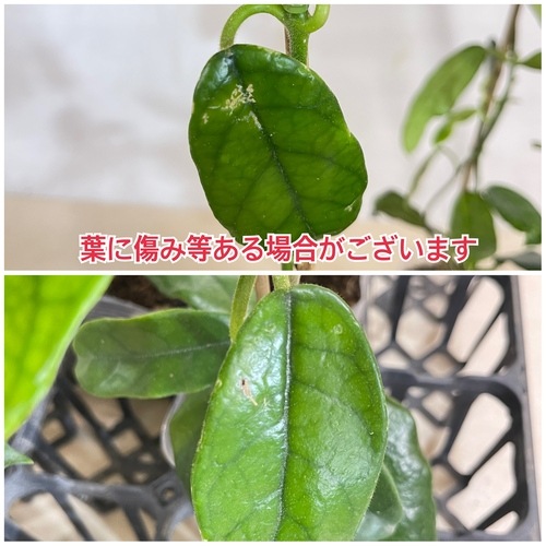 ホヤ グロブローサ(グロボーサ) 3号ロング透明ポット(個体おまかせ1鉢