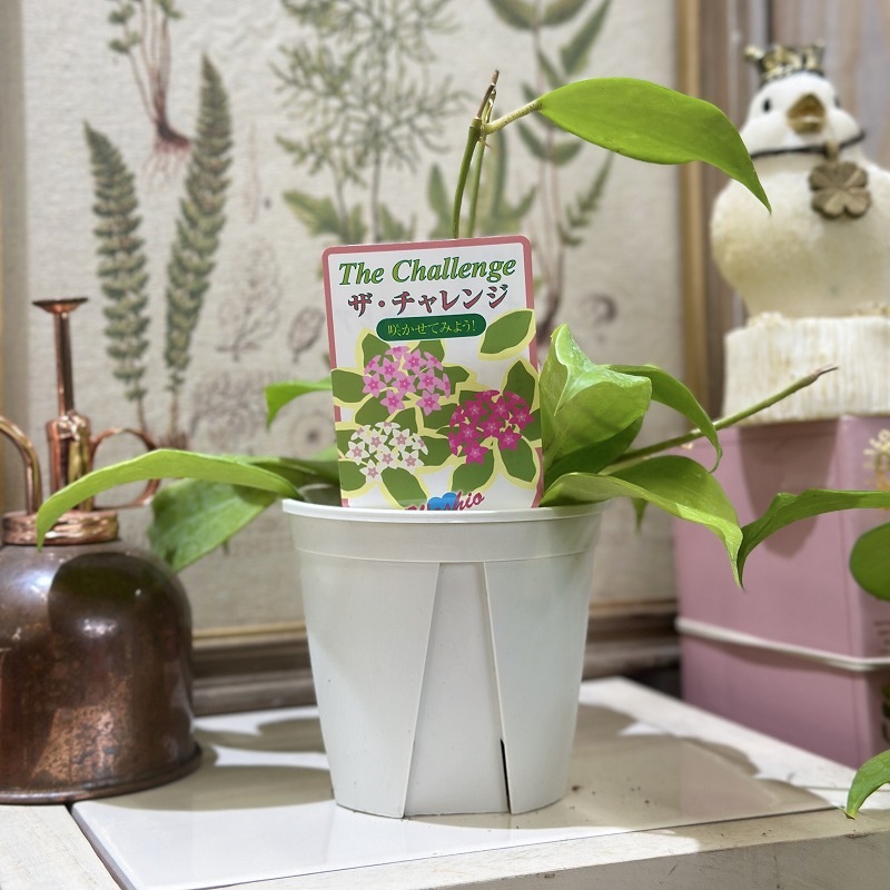 ホヤ クインケナービア 3.5号スリット鉢(個体おまかせ1鉢)｜芳樹園