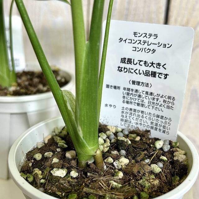 矮性 黄斑モンステラ タイコンステレーション コンパクタ 3.5号硬質