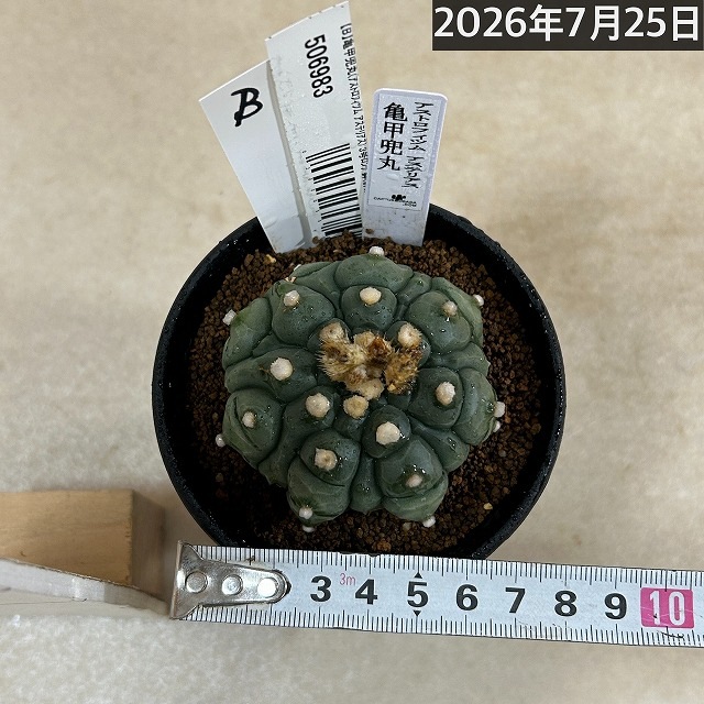 亀甲兜丸(アストロフィツム アステリアス) 3号ロング鉢(現品)｜芳樹園