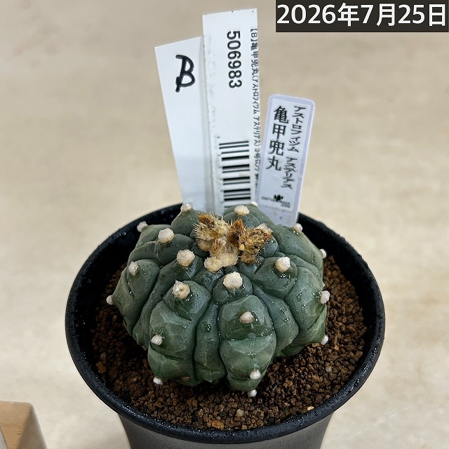 亀甲兜丸(アストロフィツム アステリアス) 3号ロング鉢(現品)｜芳樹園