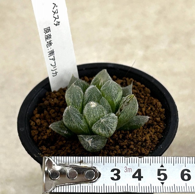 選べるハオルチア2 2.5号鉢(個体おまかせ1鉢)｜株式会社芳樹園 LEAFS