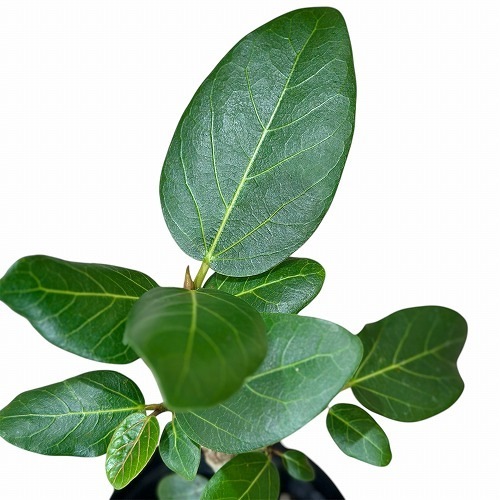 フィカス ベンガレンシス オードリー 4号(個体おまかせ1鉢)｜芳樹園