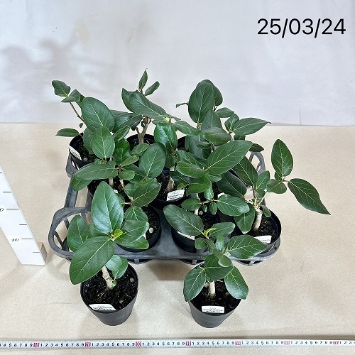 フィカス ベンガレンシス オードリー 4号(個体おまかせ1鉢)｜芳樹園