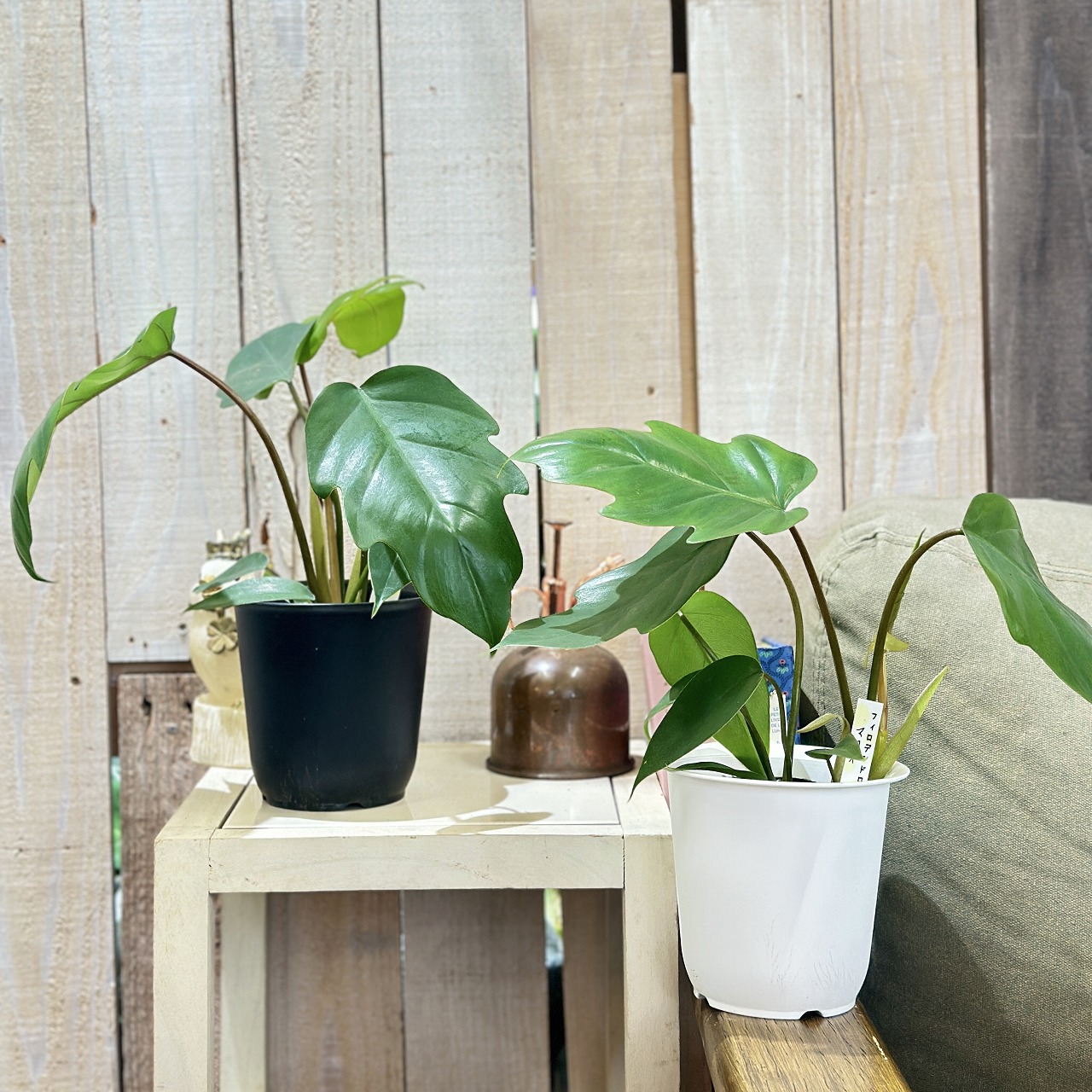 フィロデンドロン マヨイ 4号鉢(個体おまかせ1鉢)｜芳樹園オンライン