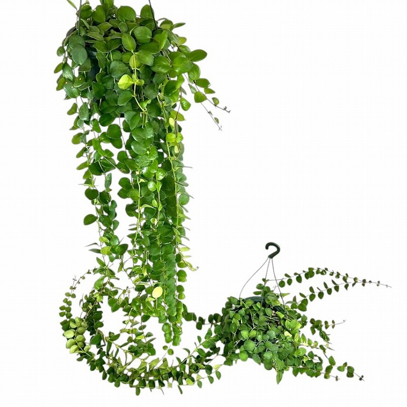 訳あり】【ロングタイプ】エスキナンサス タイピンク 5号吊り鉢(個体