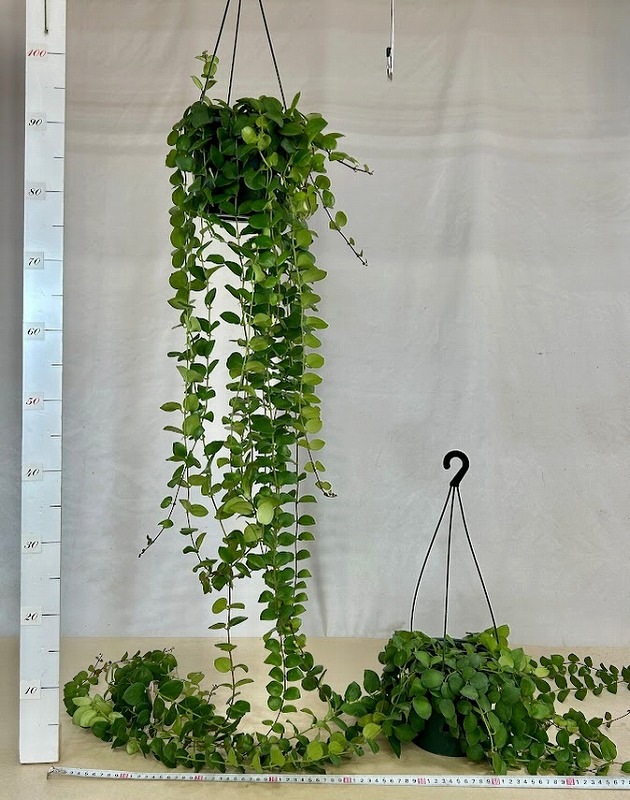 訳あり】【ロングタイプ】エスキナンサス タイピンク 5号吊り鉢(個体