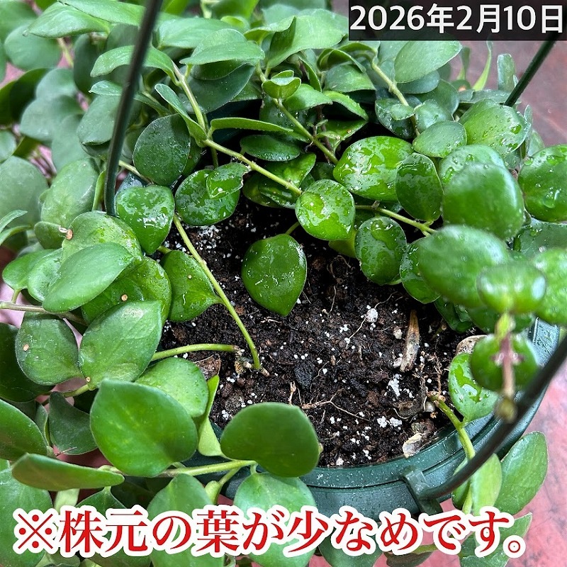 訳あり】【ロングタイプ】エスキナンサス タイピンク 5号吊り鉢(個体