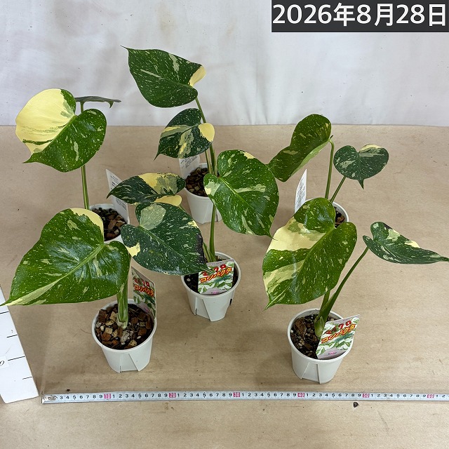 注目】極矮性 黄斑モンステラ タイコンステレーション マイクロ