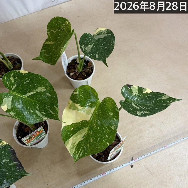 注目】極矮性 黄斑モンステラ タイコンステレーション マイクロ
