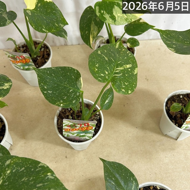 極矮性 黄斑モンステラ タイコンステレーション マイクロコンパクタ