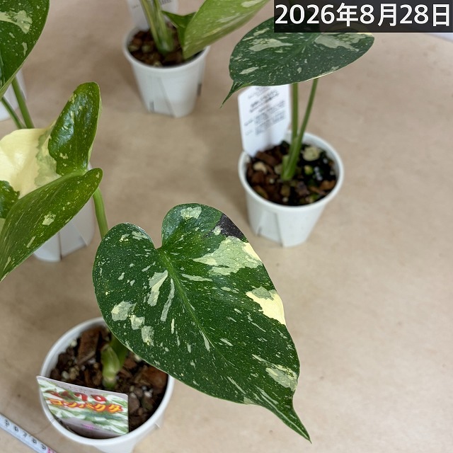 注目】極矮性 黄斑モンステラ タイコンステレーション マイクロ