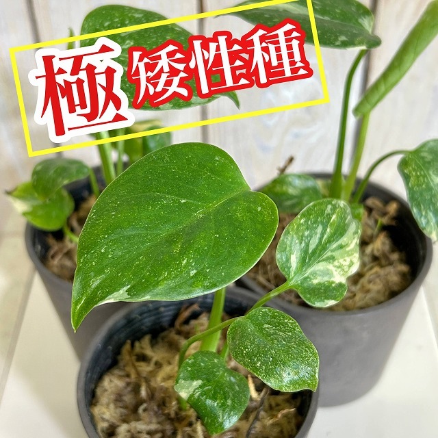 極矮性 斑入りモンステラ タイコンステレーション マイクロコンパクタ
