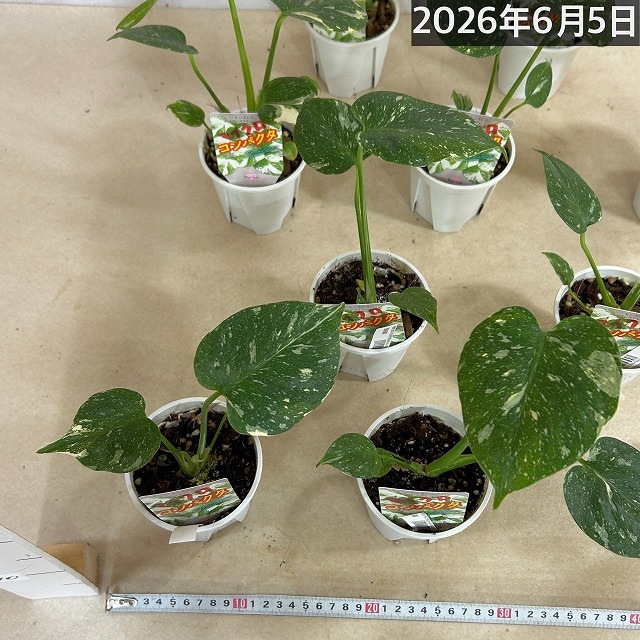 極矮性 黄斑モンステラ タイコンステレーション マイクロコンパクタ