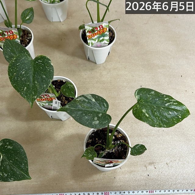 極矮性 黄斑モンステラ タイコンステレーション マイクロコンパクタ