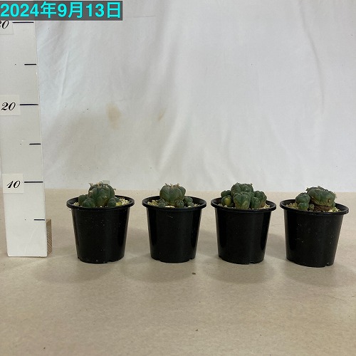 サボテン ロホホラ(ロフォフォラ) 仔吹き烏羽玉 3号 個体